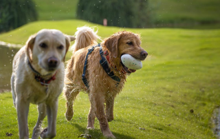 dog rugby