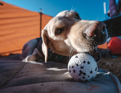 Your Dog’s Best Friend: Toys for Dog Separation Anxiety