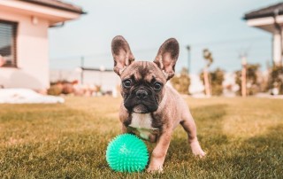 Pet Toy Industry