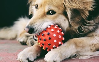 Safe and Durable Pet Toys