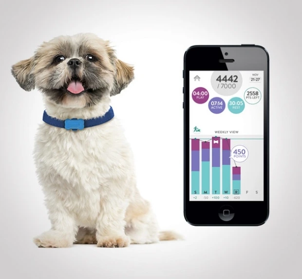 Picture of dog using FitBark activity tracker