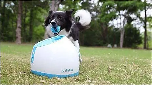 Dogs use iFtch ball machine