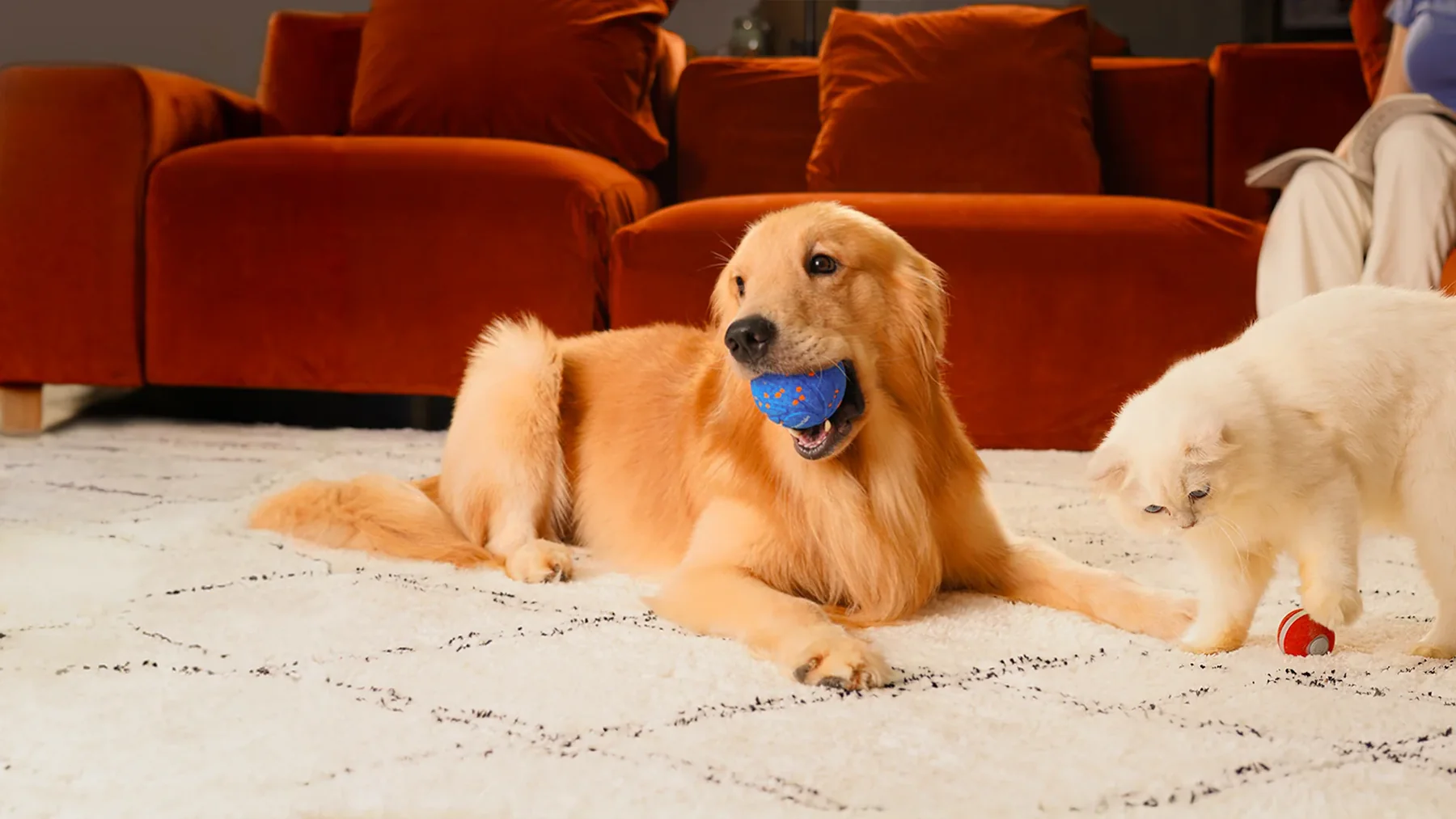 Dogs love the Cheerble Smart Ball