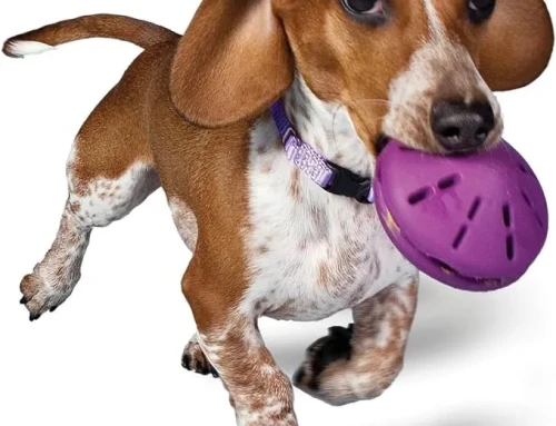 Top 10 Global Dog Toy Manufacturers with Cutting-Edge Designs