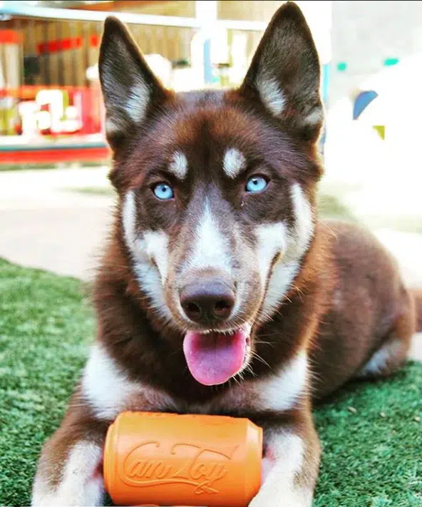 Magnum Treat-Dispensing Can by Sodapup picture